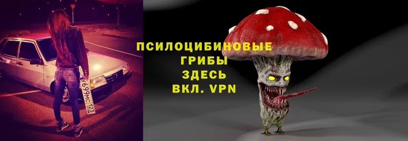 Псилоцибиновые грибы Psilocybe  Грязовец 